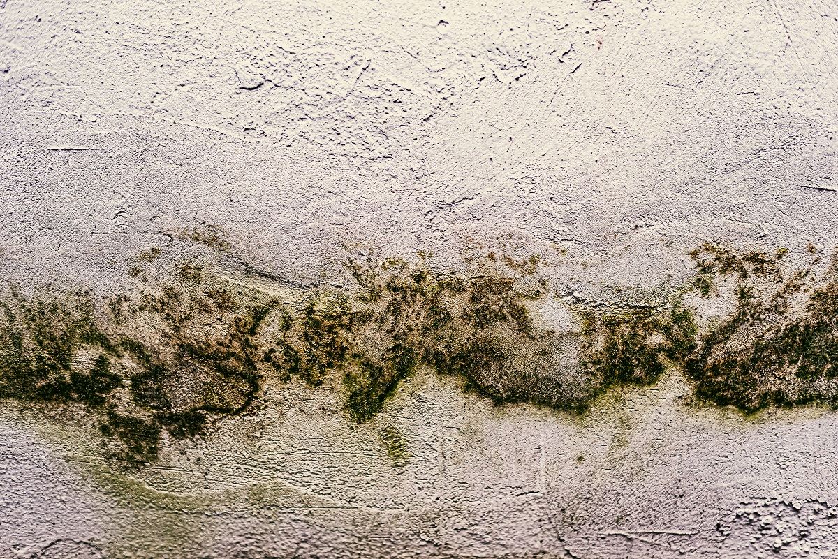 mould on a ceiling